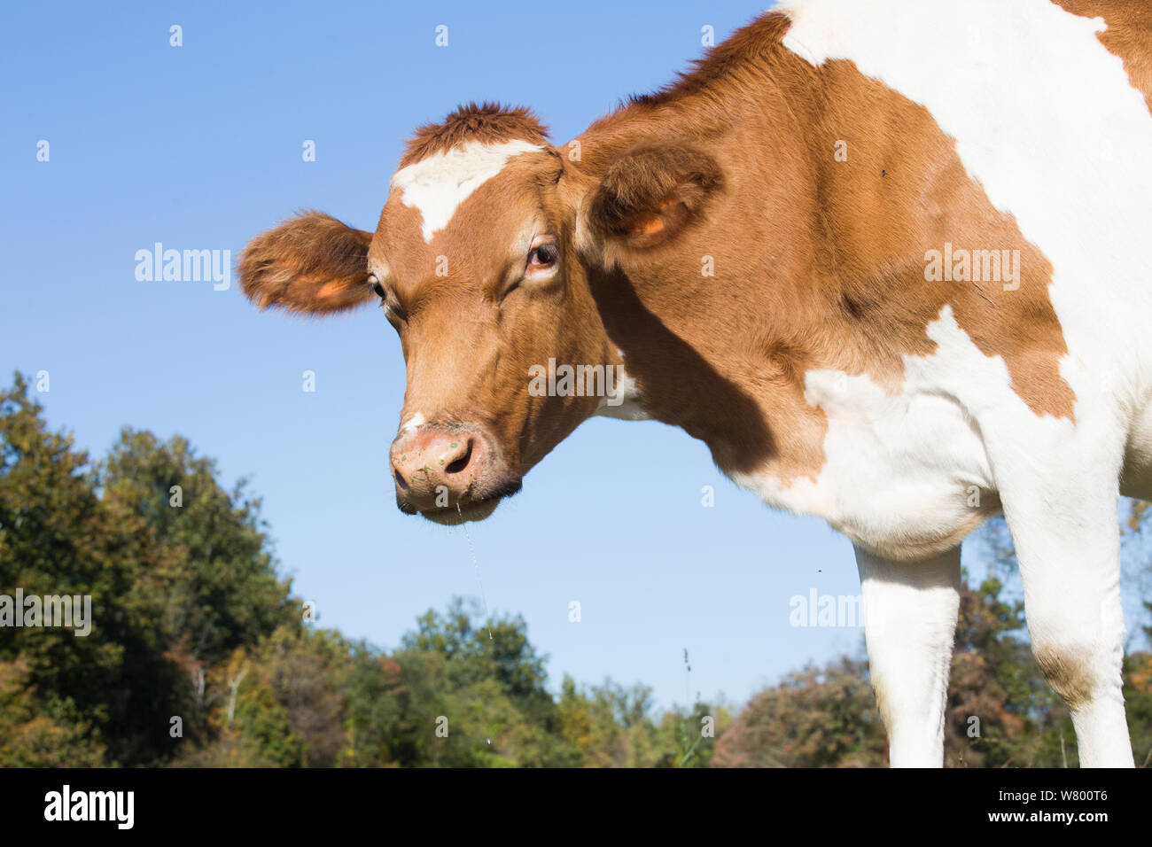 Guernsey Milchkuh, Dreieich, Connecticut, USA. Stockfoto
