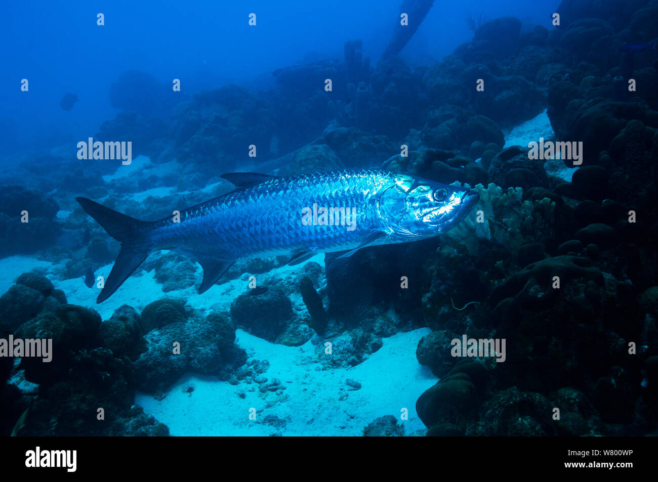 Atlantischen tarpon (Megalops atlanticus) Bonaire, Niederländische Antillen, Karibik, Atlantik. Stockfoto