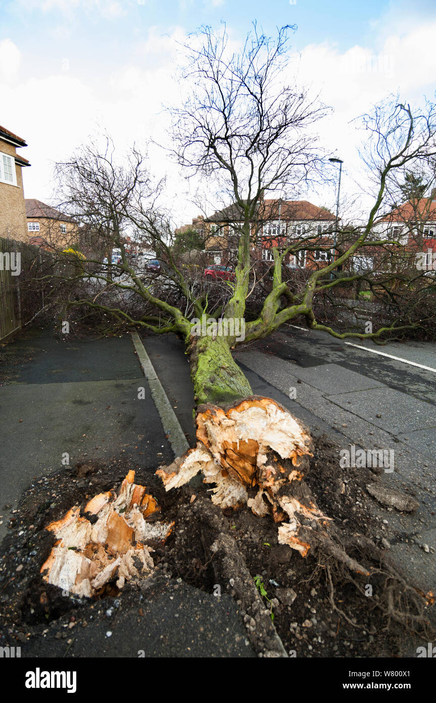 Baum über durch Sturm, London, UK geblasen. Februar 2014. . Stockfoto