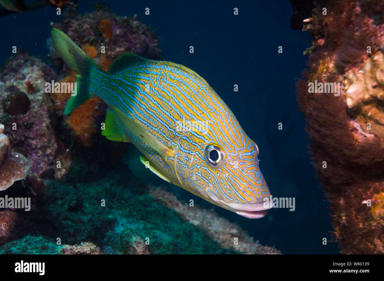 Bluestriped Grunzen (Haemulon sciurus) Bonaire, Niederländische Antillen, Karibik, Atlantik. Stockfoto