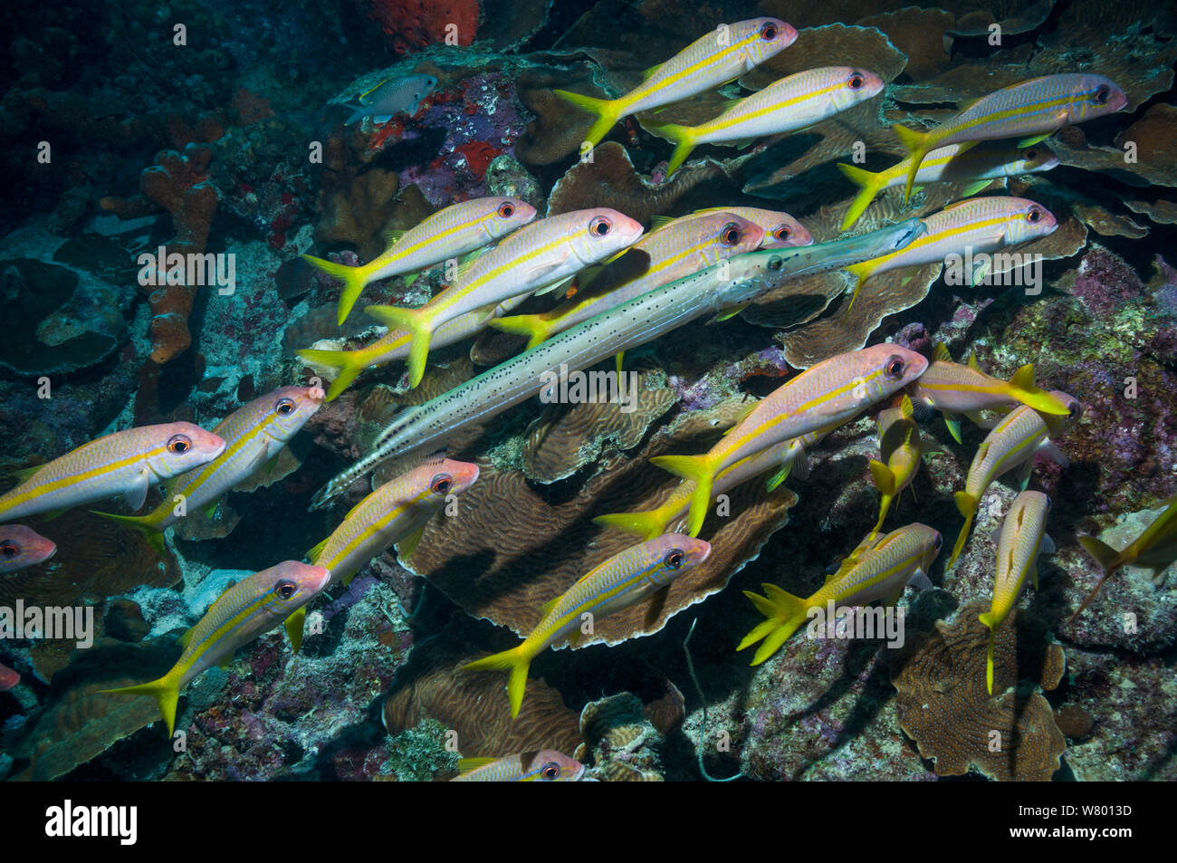 Gelbe Meerbarben (Mulloidichthys martinicus) Jagd auf Korallenriff, mit einem trompetenfisch in (Aulostomus maculatus) verbinden. Bonaire, Niederländische Antillen, Karibik, Atlantik. Stockfoto