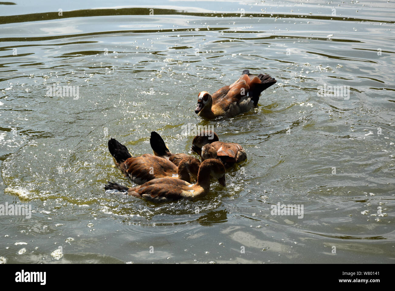Fütterung schwimmen Enten auf einem Teich in Europa Stockfoto