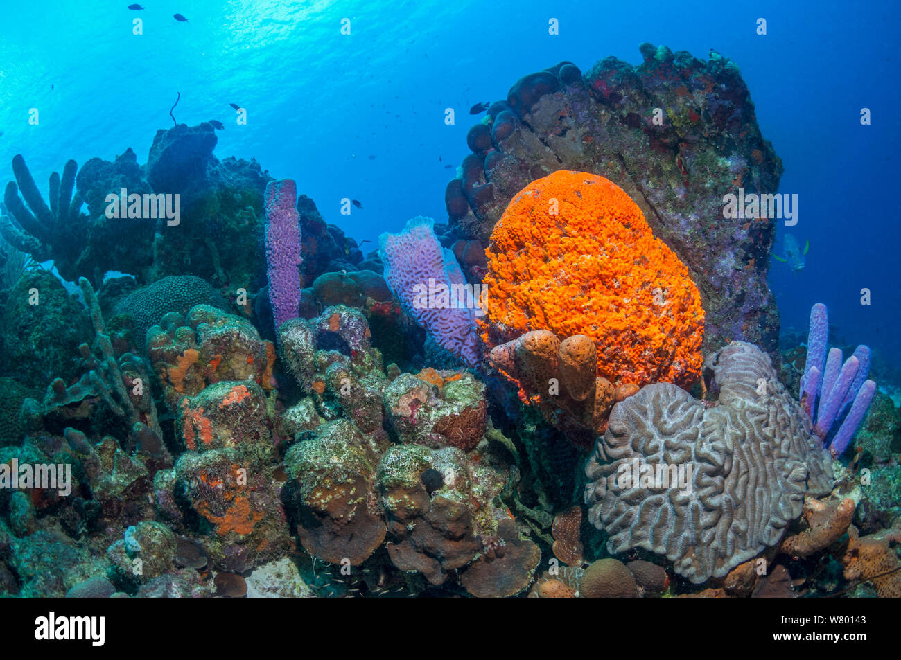 Coral Reef Landschaft mit Orange Elephant ear Schwamm (Agelas clathrodes), Herd-pipe Schwamm (Aplysina archeri) und Azure vase Schwamm (Callyspongia plicifera) Bonaire, Niederländische Antillen, Karibik, Atlantik. Stockfoto