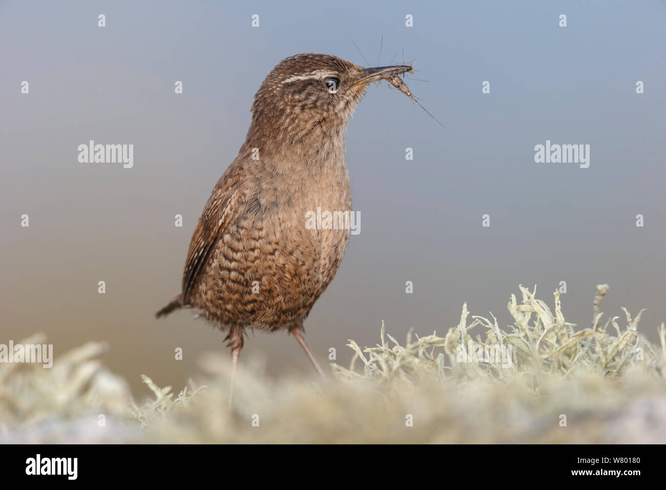 Shetland Zaunkönig (Troglodytes troglodytes zetlandicus) mit Beute. Shetlandinseln, Schottland, Juli. Stockfoto