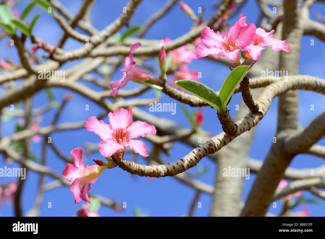 Boabab (Adansonia digitata) Blumen, untere Omo Tal. Äthiopien, November 2014 Stockfoto