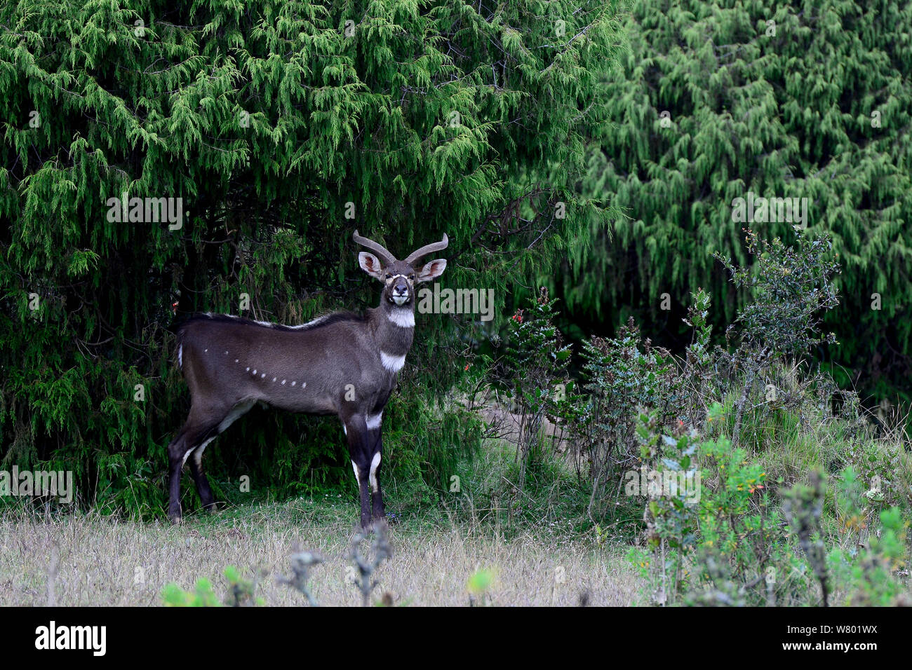 Mountain Nyala (Tragelaphus buxtoni), männlich. Bale Mountains Nationalpark, Äthiopien. Endemisch, gefährdete Arten. Stockfoto