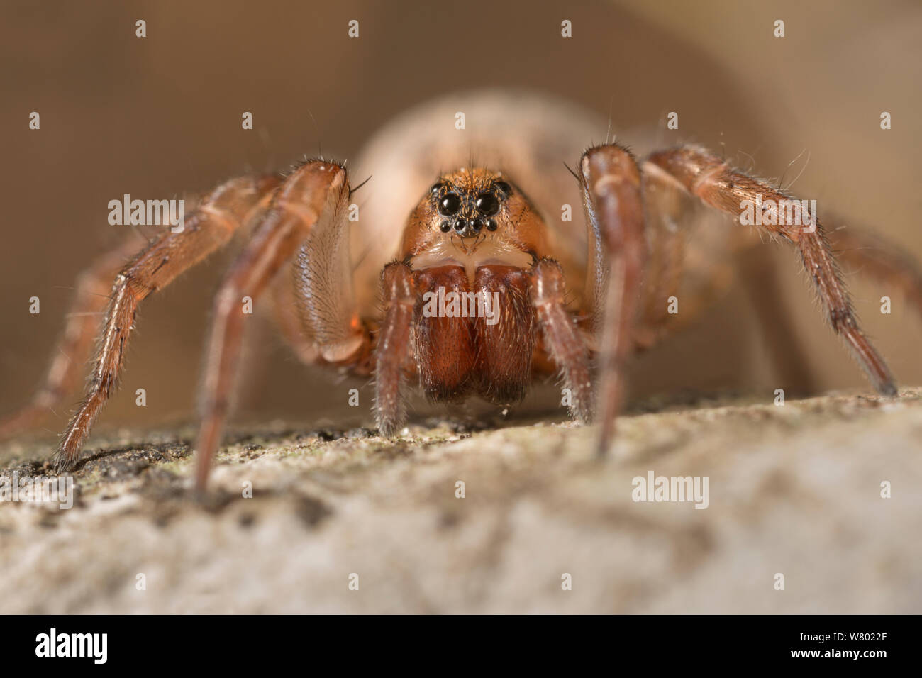 Boden wolf-Spider (Trochosa terricola) Weiblich, Nationalpark Peak District, Derbyshire, UK. April. Stockfoto