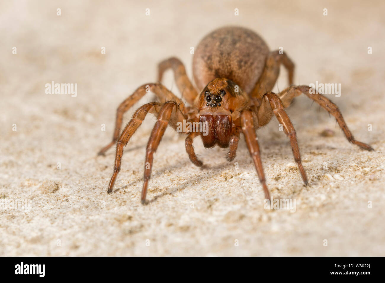 Boden wolf-Spider (Trochosa terricola) Weiblich, Nationalpark Peak District, Derbyshire, UK. April. Stockfoto