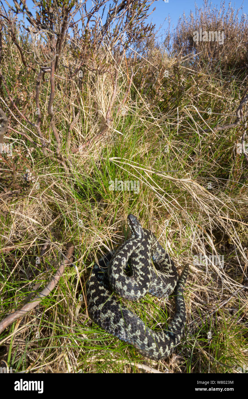 Kreuzotter (Vipera berus) männlichen Aalen unter Heather Sträuchern. Nationalpark Peak District, Derbyshire, UK. April. Stockfoto