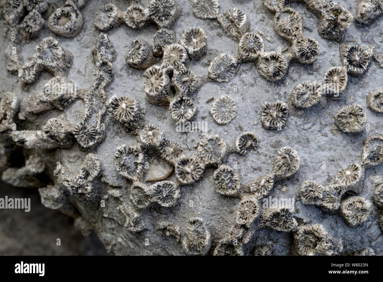 Karbon Kalkstein versteinerte Koralle (Lithostrotion sp.) Trockenmauer, Nationalpark Peak District, Derbyshire, UK. Stockfoto
