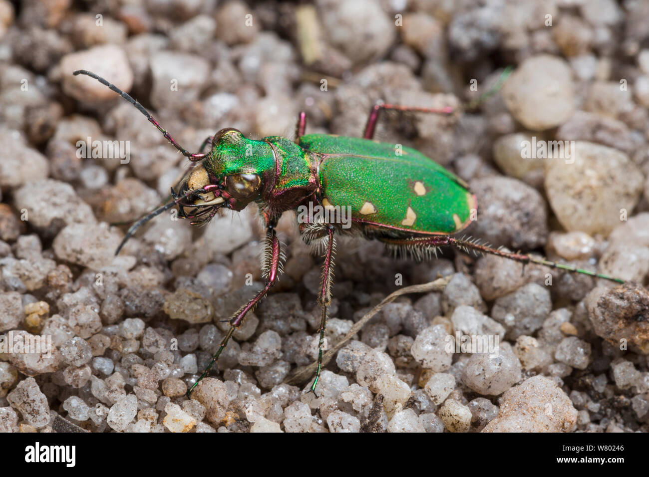 Green tiger Beetle (Cicindela campestris) auf sandigem Untergrund. Nationalpark Peak District, Derbyshire, UK. Mai. Stockfoto