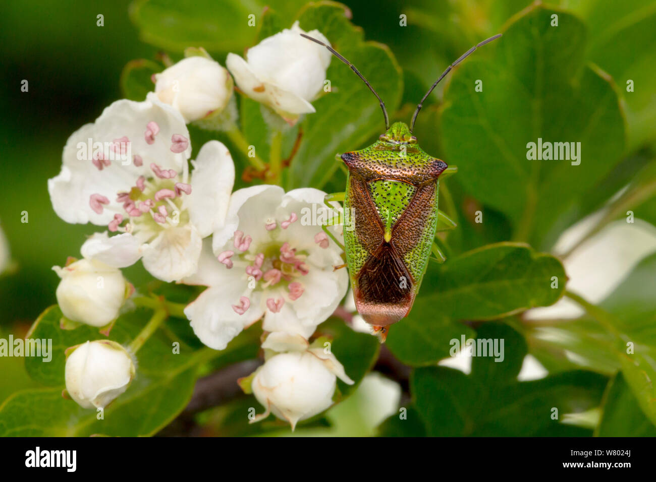 Weißdorn (Acanthosoma haemorrhoidale Shieldbug) Weißdorn (Rosa moschata), Nationalpark Peak District, Derbyshire, UK. Mai. Stockfoto