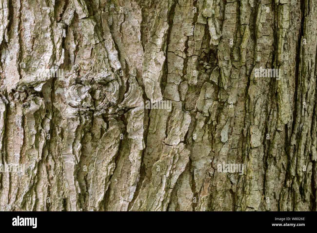 Wych Elm (Ulmus glabra) Rinde eines erwachsenen Baumes. Nationalpark Peak District, Derbyshire, UK. Mai. Stockfoto