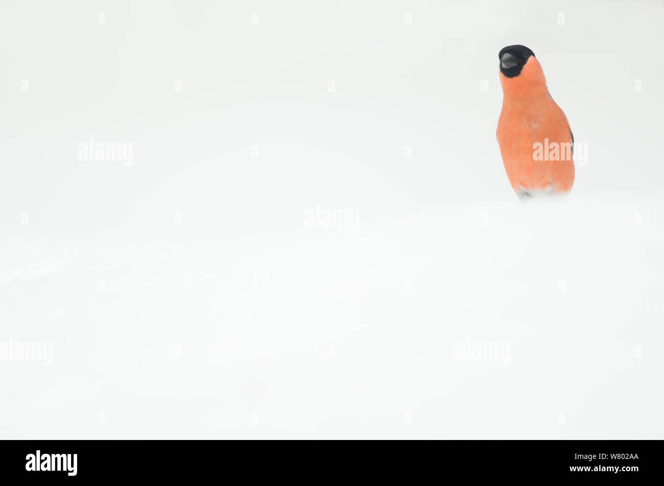 Gimpel (Pyrrhula pyrrhula) Männer im Schnee, Finnland, April Stockfoto