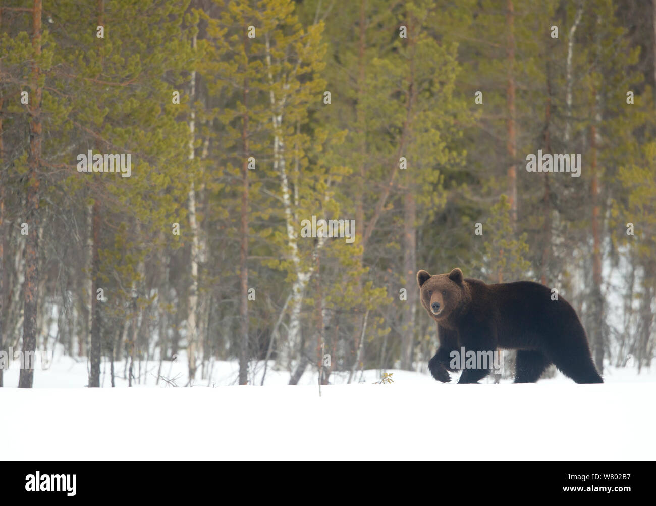 Europäische Braunbär (Ursus arctos) in den Schnee, Finnland, April Stockfoto