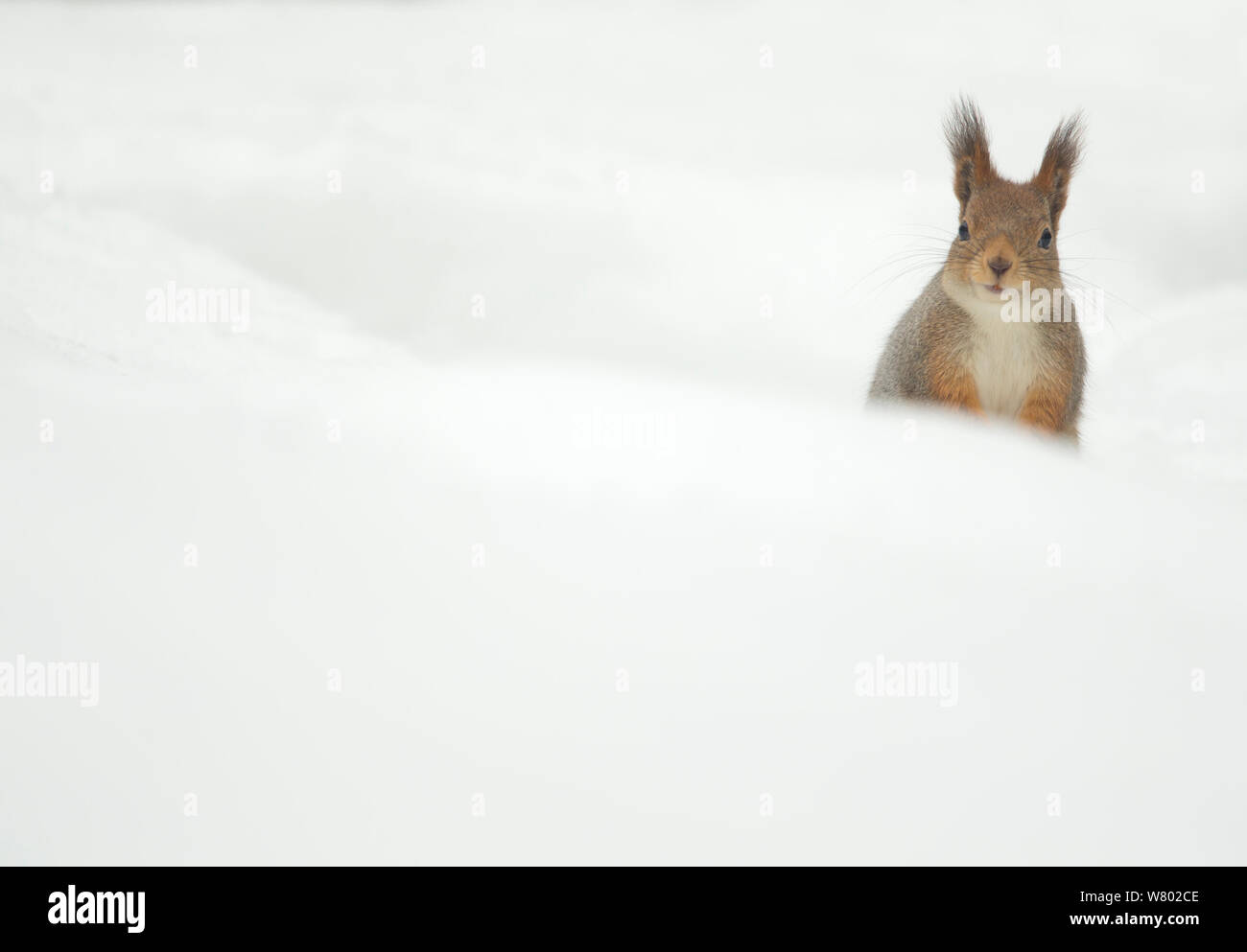 Eichhörnchen (Sciurus vulgaris) Peering über Schnee, Finnland, April Stockfoto