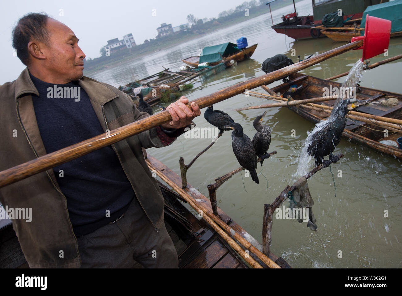 Die Fischer fischen mit domestizierten Kormorane (Phalacrocorax carbo sinensis), Waschen der Kormorane mit Wasser, Poyang Ho See, Provinz Jiangxi, China Stockfoto