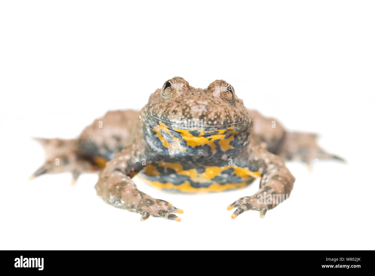 Gelbbauchunke (Bombina variegata) mnnlich, Niederlande, Mai.  Meetyourneighbors.net Projekt Stockfotografie - Alamy
