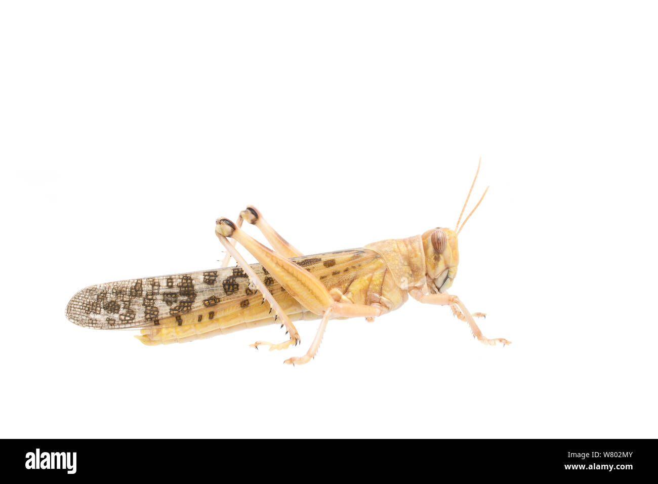 Desert locust (Schistocerca gregaria) männlich. Captive, tritt in Afrika und Asien, Meetyourneighbors.net Projekt Stockfoto