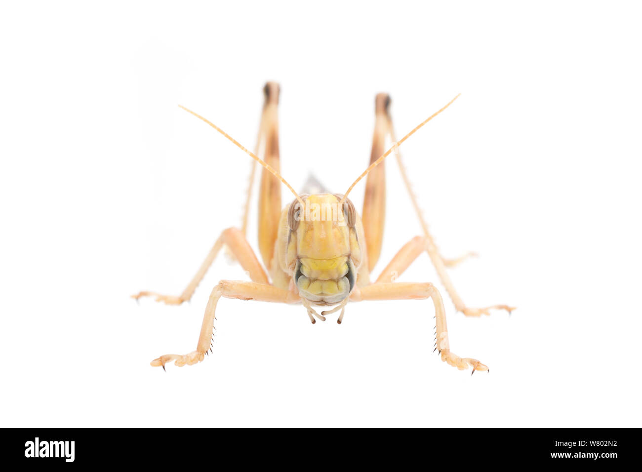 Desert locust (Schistocerca gregaria) männlich. Captive, tritt in Afrika und Asien, Meetyourneighbors.net Projekt Stockfoto