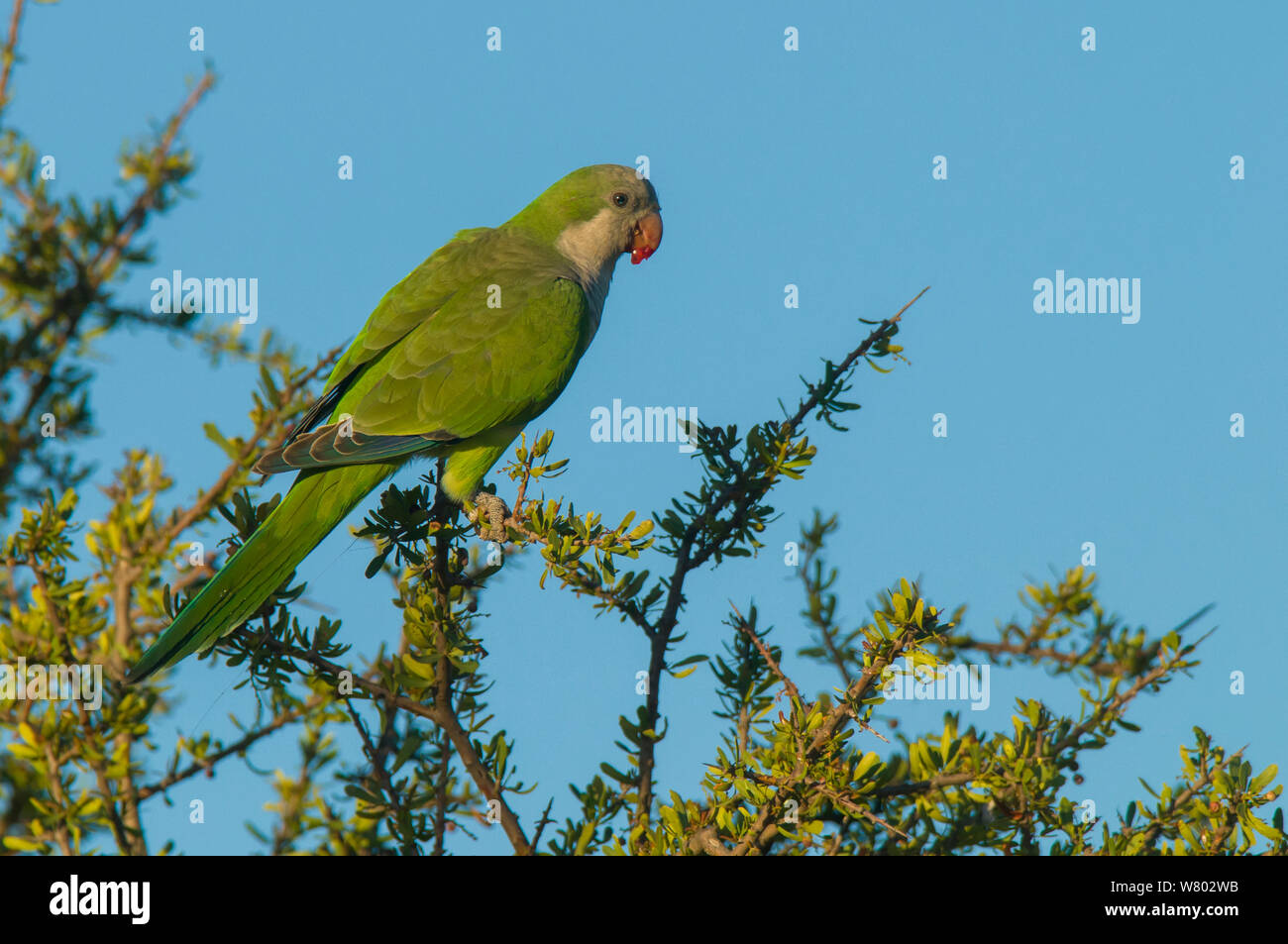 Monk parakeet ((Myiopsitta monachus) Calden Wald, La Pampa, Argentinien Stockfoto