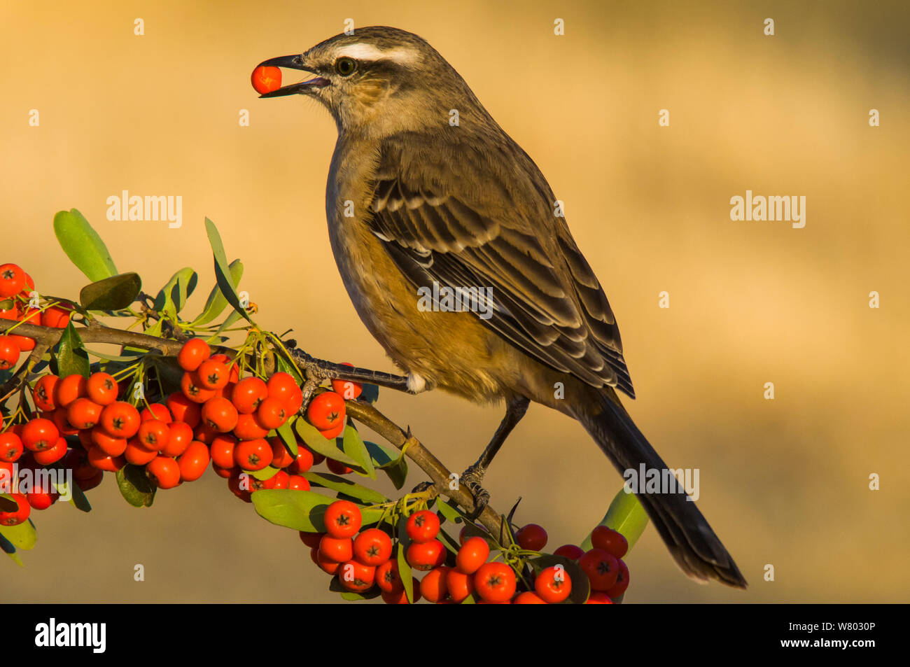 Kreide der tiefsten Mockingbird (Mimus saturninus) Fütterung mit Beeren, Calden Wald, La Pampa, Argentinien Stockfoto