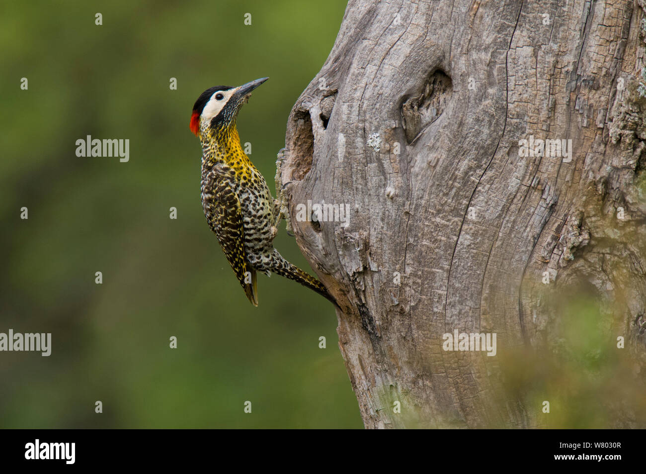 Grün - verjähren Specht (Colaptes melanochloros) Weibchen im Nest hole, La Pampa, Argentinien Stockfoto