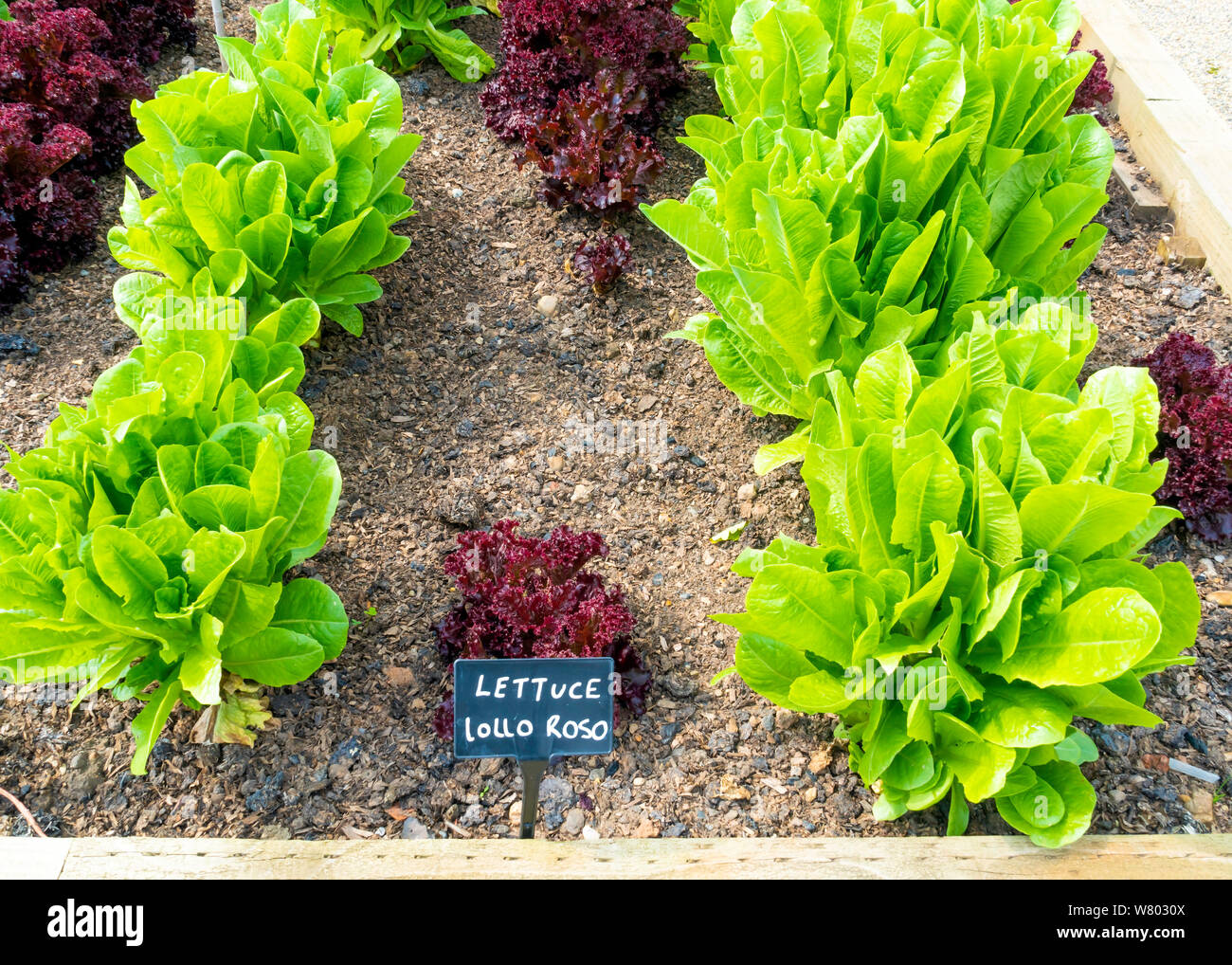 Kopfsalat Lollo Rosso wächst in den essbaren Garten an der Ummauerten Rose Gardan Wynyard Halle Tees Valley England Großbritannien Stockfoto