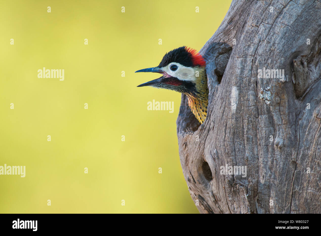 Grün - verjähren Specht (Colaptes melanochloros) männliche Peering aus dem Nest hole, La Pampa, Argentinien Stockfoto