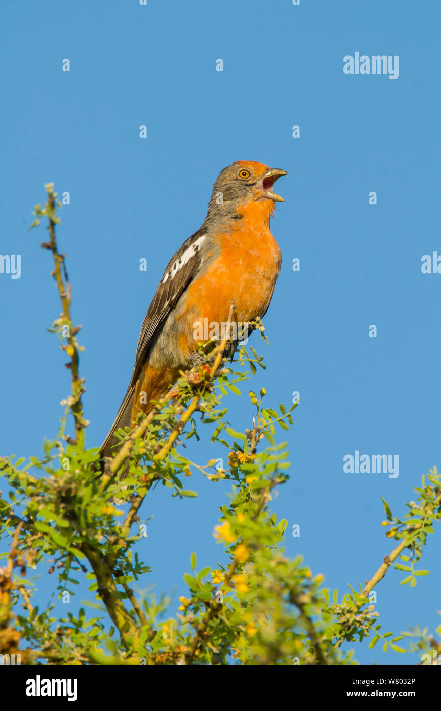 Weiße Spitze (plantcutter Phytotoma rutila) singen von oben der Zweigstelle. La Pampa, Argentinien Stockfoto