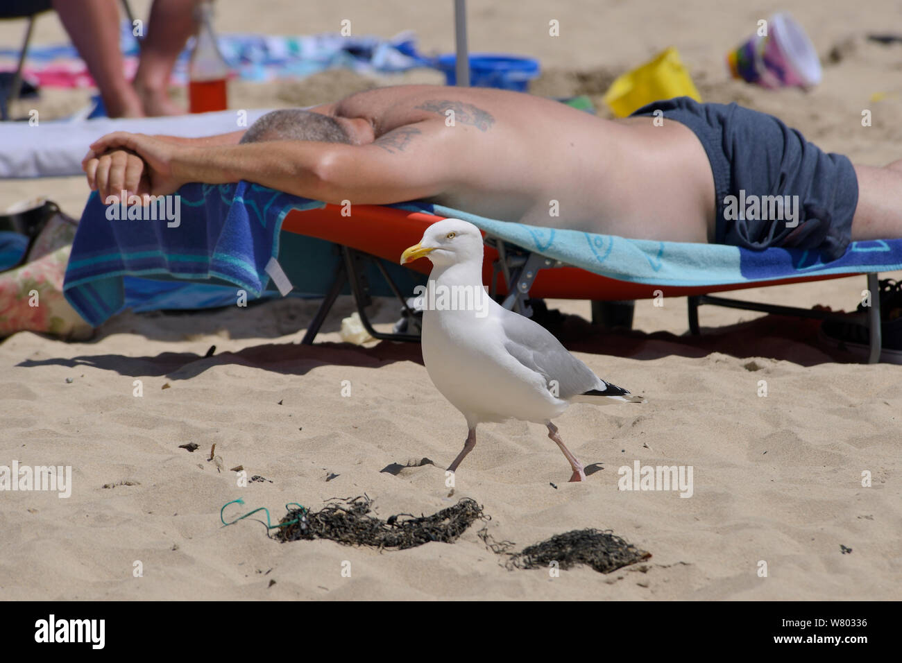 Erwachsenen Silbermöwe (Larus Argentatus) zu Fuß unter Sonnenanbeter am Strand, St.Ives, Cornwall, UK, Juni. Nur zur redaktionellen Verwendung. Stockfoto