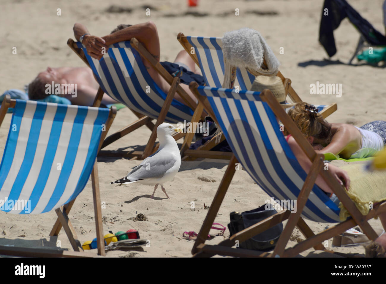 Erwachsenen Silbermöwe (Larus Argentatus) zu Fuß unter Sonnenanbeter am Strand, St.Ives, Cornwall, UK, Juni. Nur zur redaktionellen Verwendung. Stockfoto