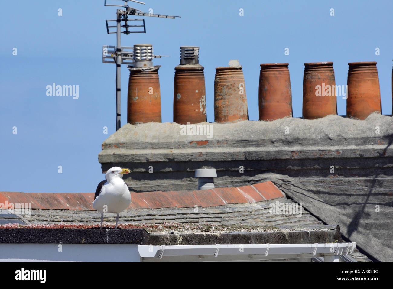 Gull-mantelmöwe (Larus marinus) stehen auf einer Dachterrasse auf der Suche nach Silbermöwe Küken zurückdatieren, St. Ives, Cornwall, UK, Juni. Stockfoto