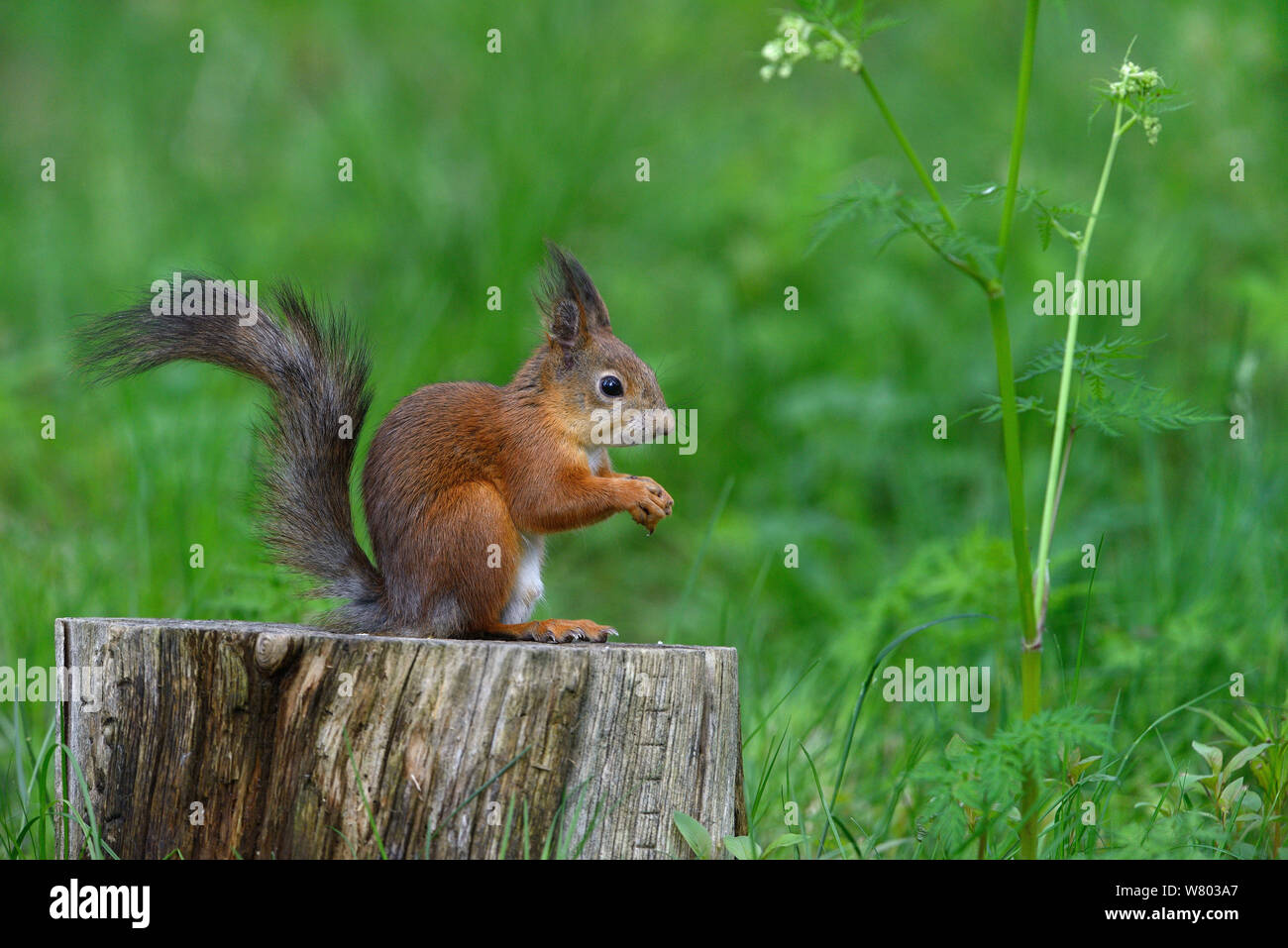 Eurasischen Eichhörnchen (Sciurus vulgaris) auf Baumstamm Fütterung, Finnland, Juni. Stockfoto