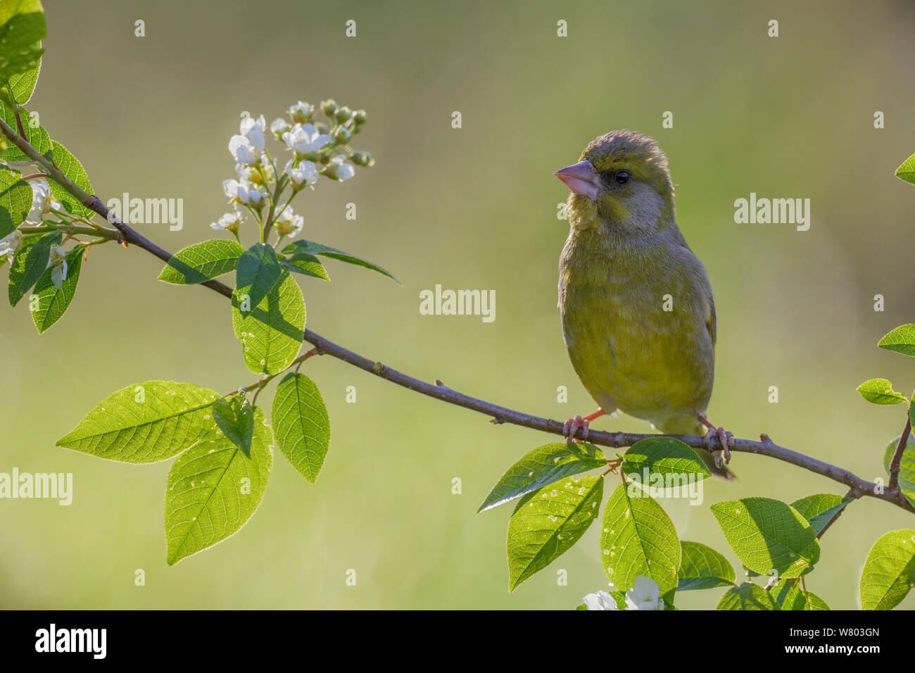 Grünfink (Carduelis chloris) thront auf blühenden europäischen Vogel Kirsche (Prunus padus). Von hinten beleuchtete. Südliches Norwegen. Mai. Stockfoto