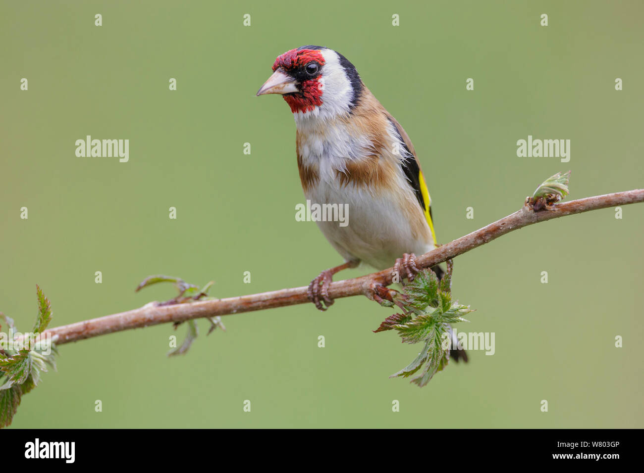 Männliche Stieglitz (Carduelis carduelis) auf Zuckerrohr thront Himbeere (Rubus spp.). Südliches Norwegen, Mai. Stockfoto