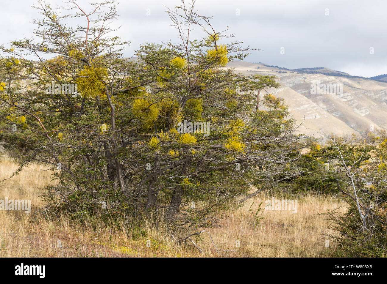 Falsche Mistel (Pflanze) auf punctulatum Nothofagus antarctica, Patagonien, Chile. Stockfoto