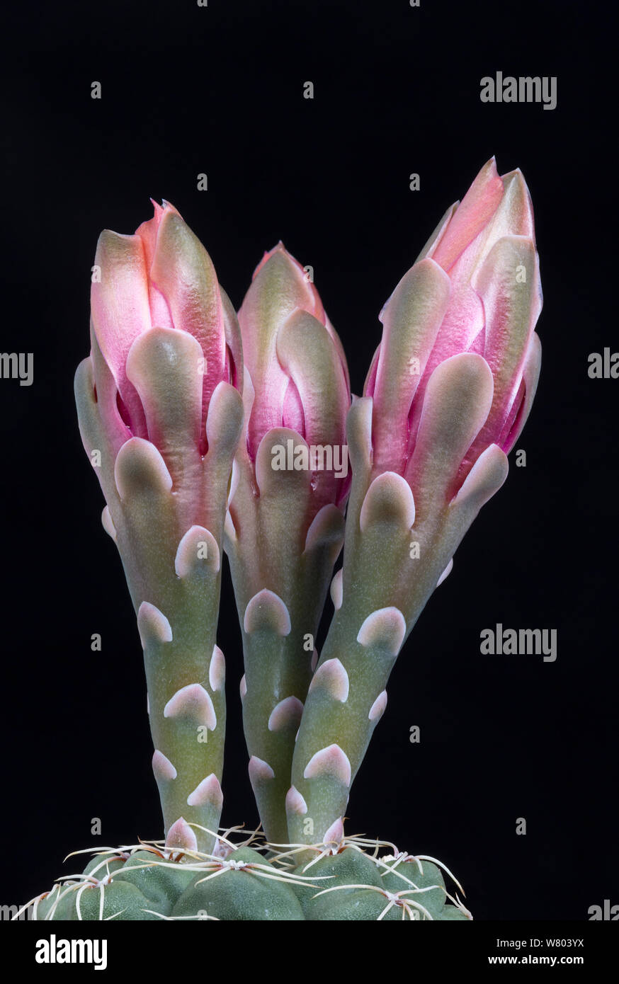 Kaktus (Gymnocalycium baldianum) Blütenknospen, kultivierten Arten. Stockfoto
