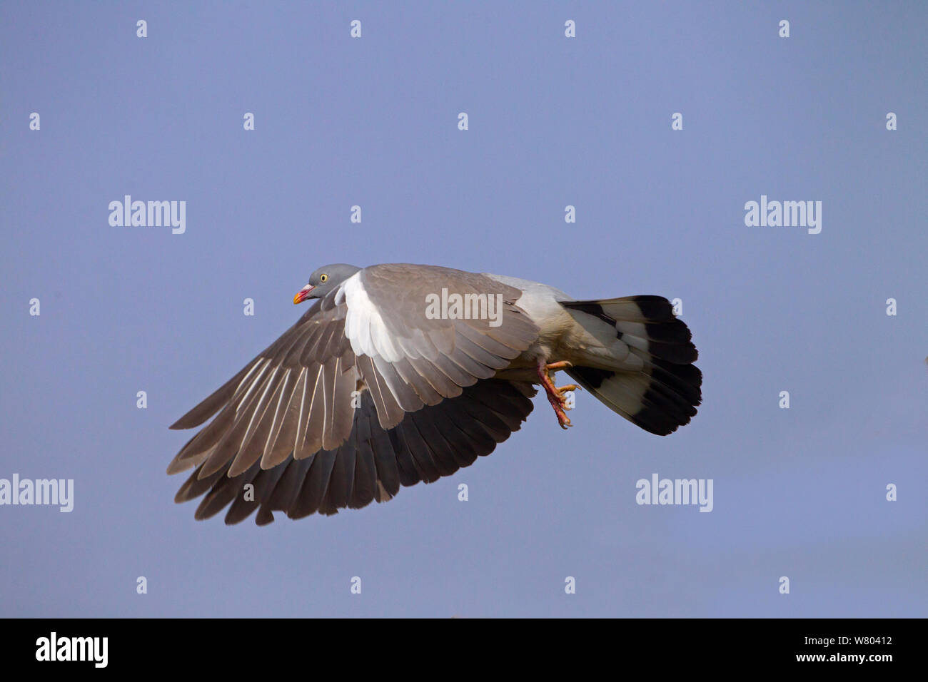 Ringeltaube (Columba palumbus) im Flug, Norfolk, England, UK, April. Stockfoto