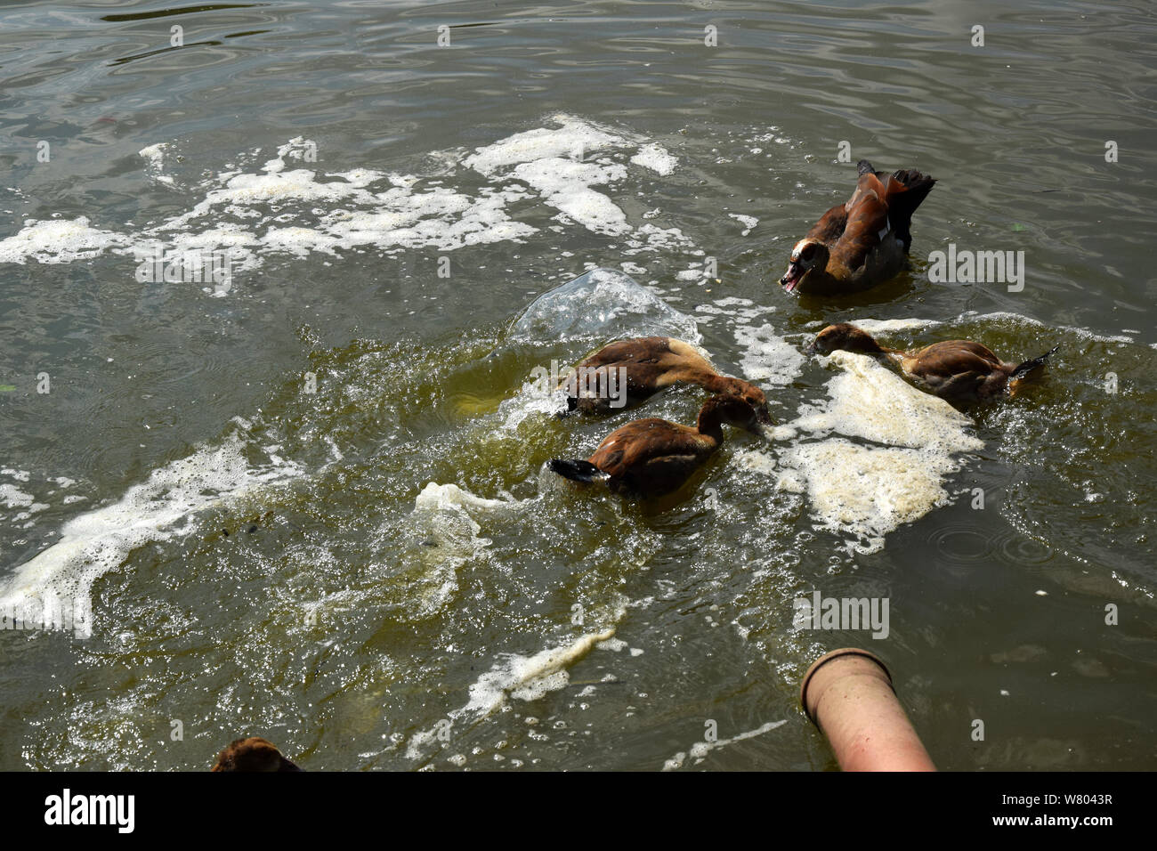 Fütterung ein Schwimmen Enten und Entenküken auf einem Teich in Europa Stockfoto
