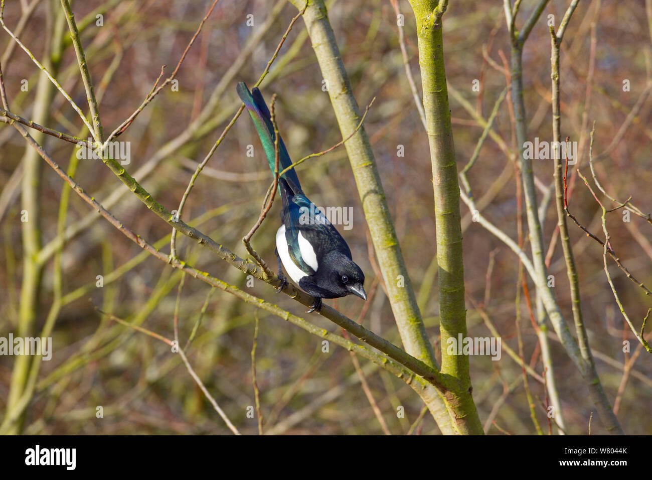 Magpie (Pica Pica) thront, mit Schwanz aufrecht, irisierende Federn. Titchwell, Norfolk, England, Großbritannien, Februar. Stockfoto