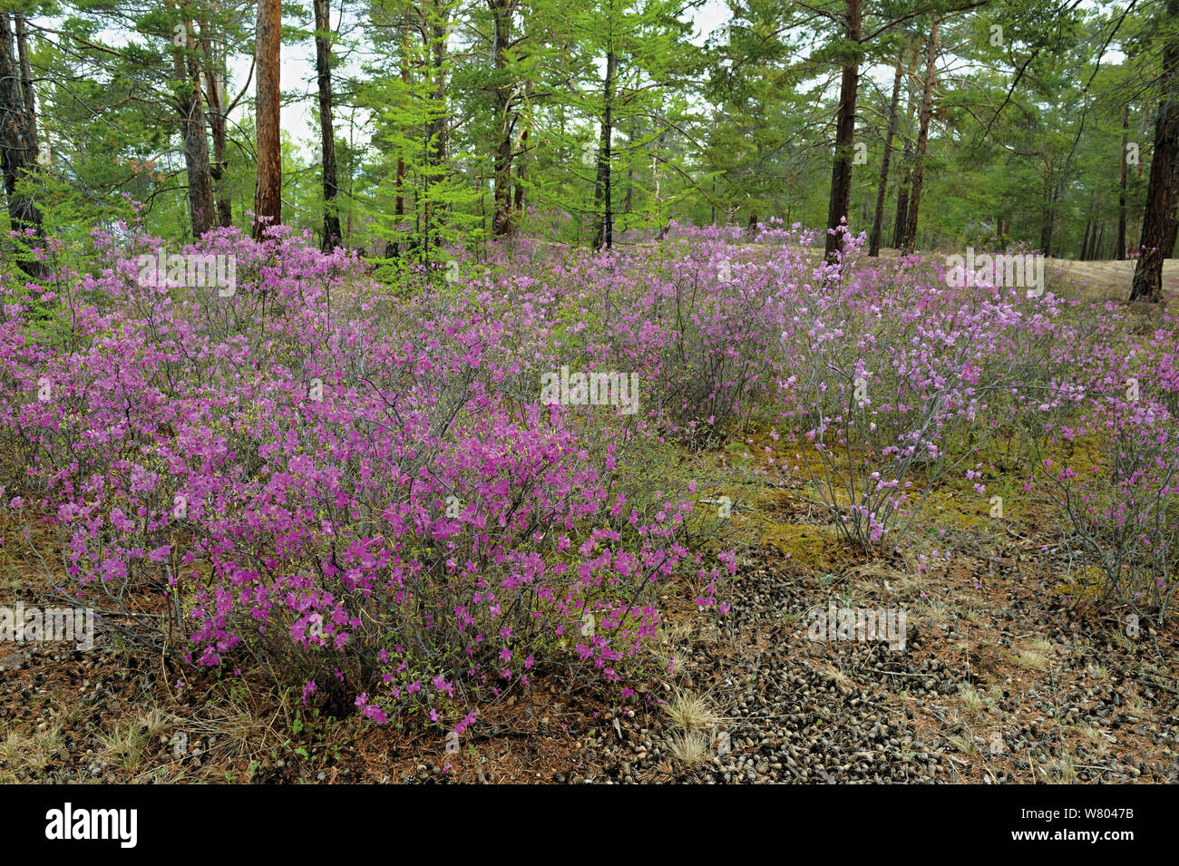 Rhododendron (Rhododendron Blumen dauricum) Insel Olchon, Baikalsee. Russland, Mai. Stockfoto