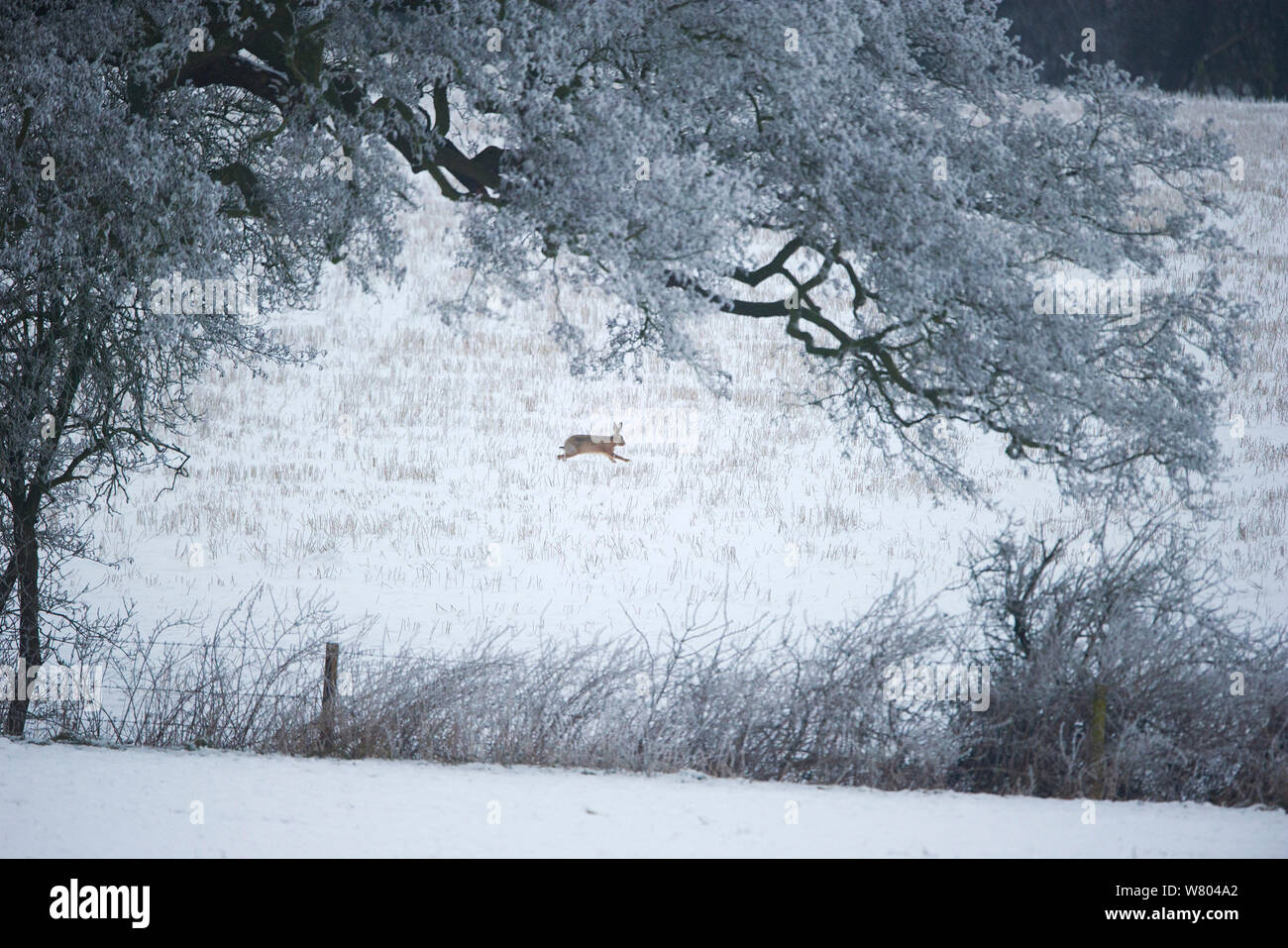 Feldhase (Lepus europaeus) Erwachsene in winterliche Landschaft. Derbyshire, Großbritannien, Januar. Stockfoto