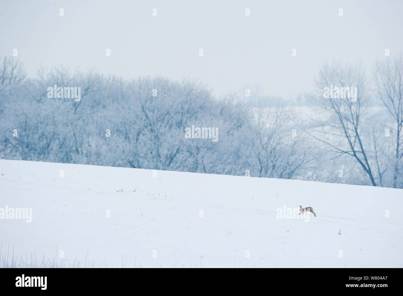 Feldhase (Lepus Europaeus) Erwachsenen im winterlichen Landschaft laufen. Derbyshire, UK, Januar. Stockfoto
