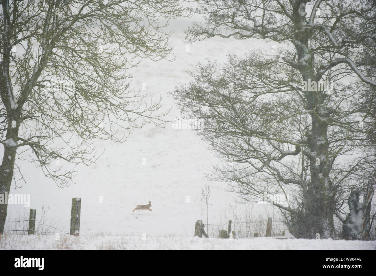 Feldhase (Lepus Europaeus) Erwachsenen im winterlichen Landschaft laufen. Derbyshire, UK, Januar. Stockfoto