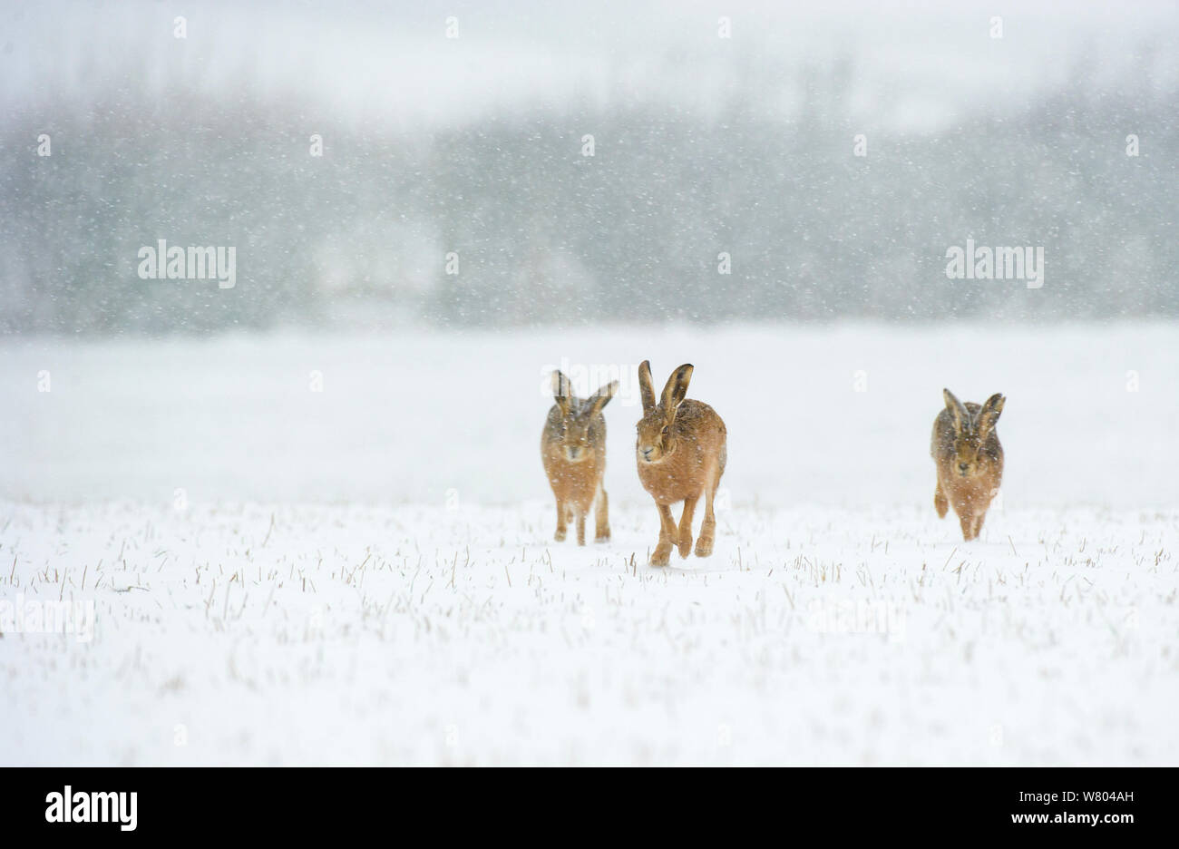Feldhase (Lepus europaeus) jeweils ein Männchen (links und rechts) wohnen in der Nähe eines potenziell empfänglich Weiblich (Mitte) mit Schnee bedeckten Feld während einer Schnee fallen. Derbyshire, Großbritannien. Stockfoto