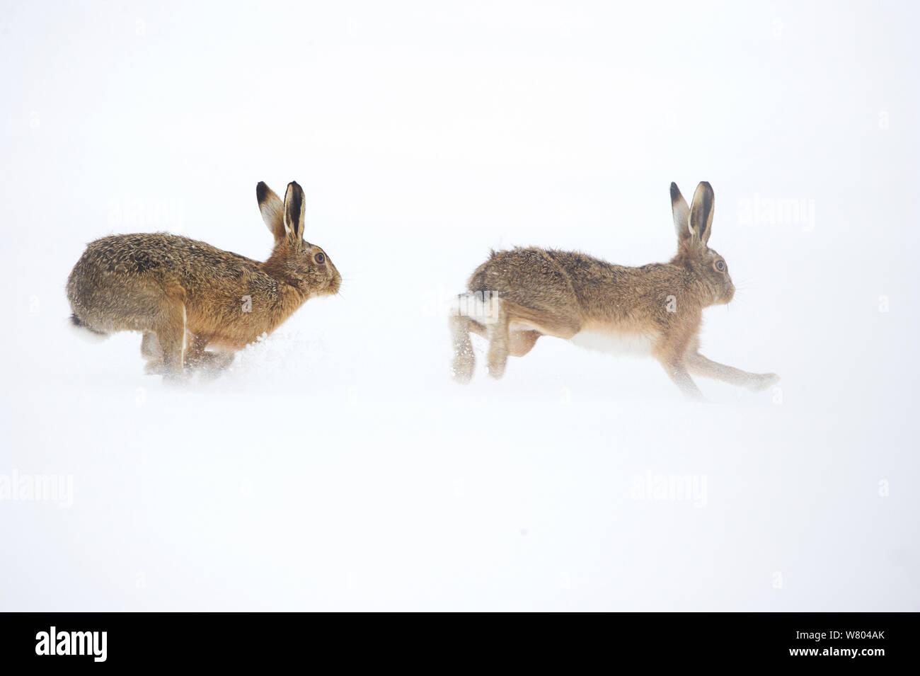 Feldhase (Lepus europaeus) erwachsene Männchen (links) verfolgt eine Frau in einem schneebedeckten Feld in der Hoffnung auf eine Paarung mit ihr. Derbyshire, Großbritannien. Stockfoto