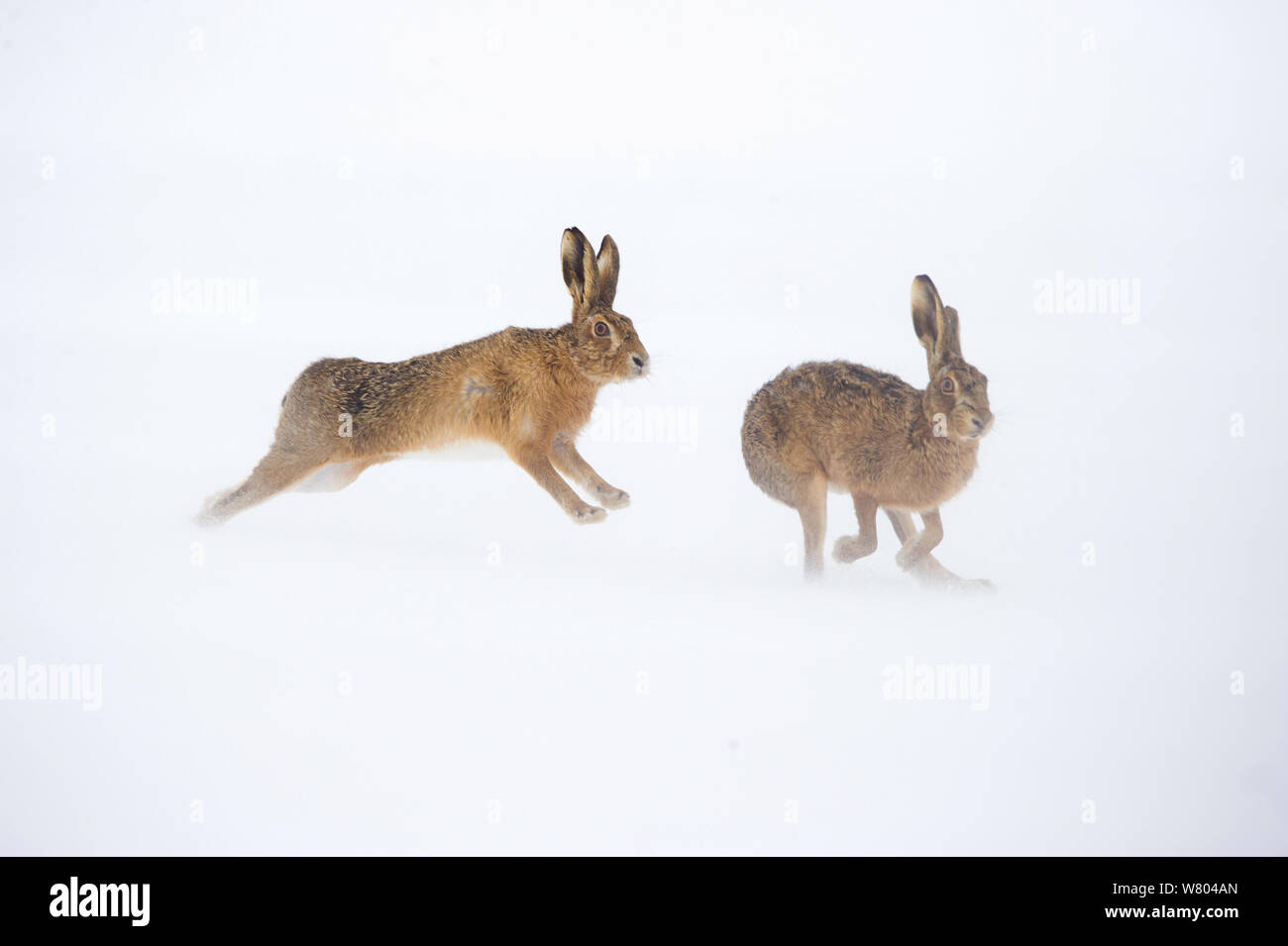 Feldhase (Lepus europaeus) Erwachsene Männlich Weiblich Über ein Schneefeld, Derbyshire, UK, März abgedeckt (links) verfolgt. Stockfoto