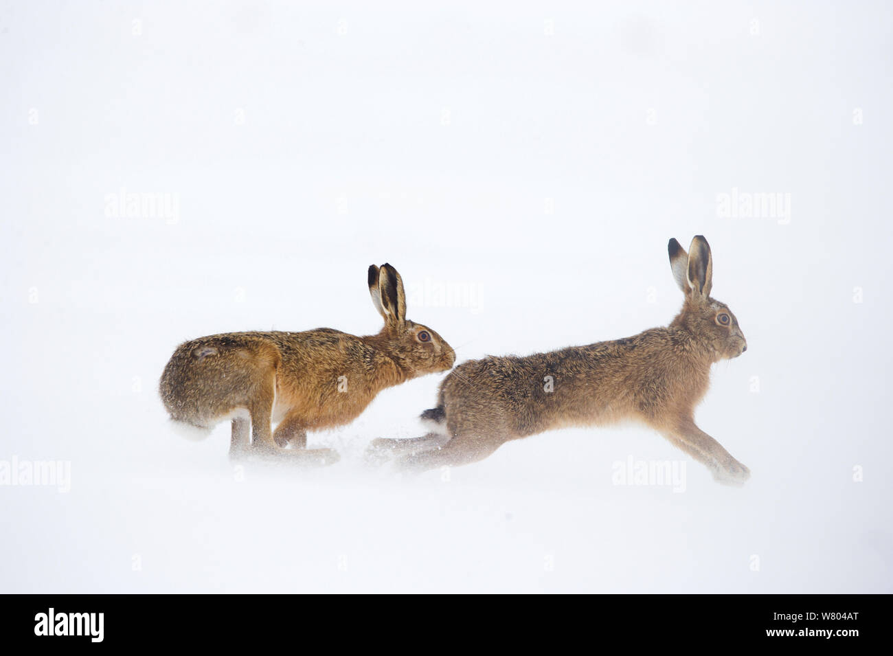 Feldhase (Lepus europaeus) Erwachsene Männlich Weiblich Über ein Schneefeld, Derbyshire, UK, März abgedeckt (links) verfolgt. Stockfoto