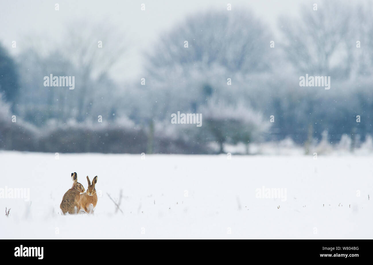 Feldhase (Lepus europaeus) paar Erwachsene in einem schneebedeckten Feld. Derbyshire, Großbritannien. Stockfoto